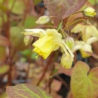 Epimedium x versicolor 'Sulphureum'